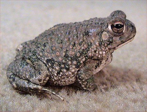 texas toad